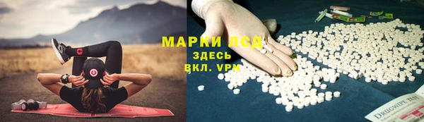 прущие грибы Горняк