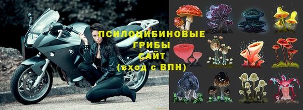 прущие грибы Горняк